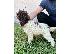 PoulaTo: Lagotto Romagnolo, διαθέσιμα κουτάβια
